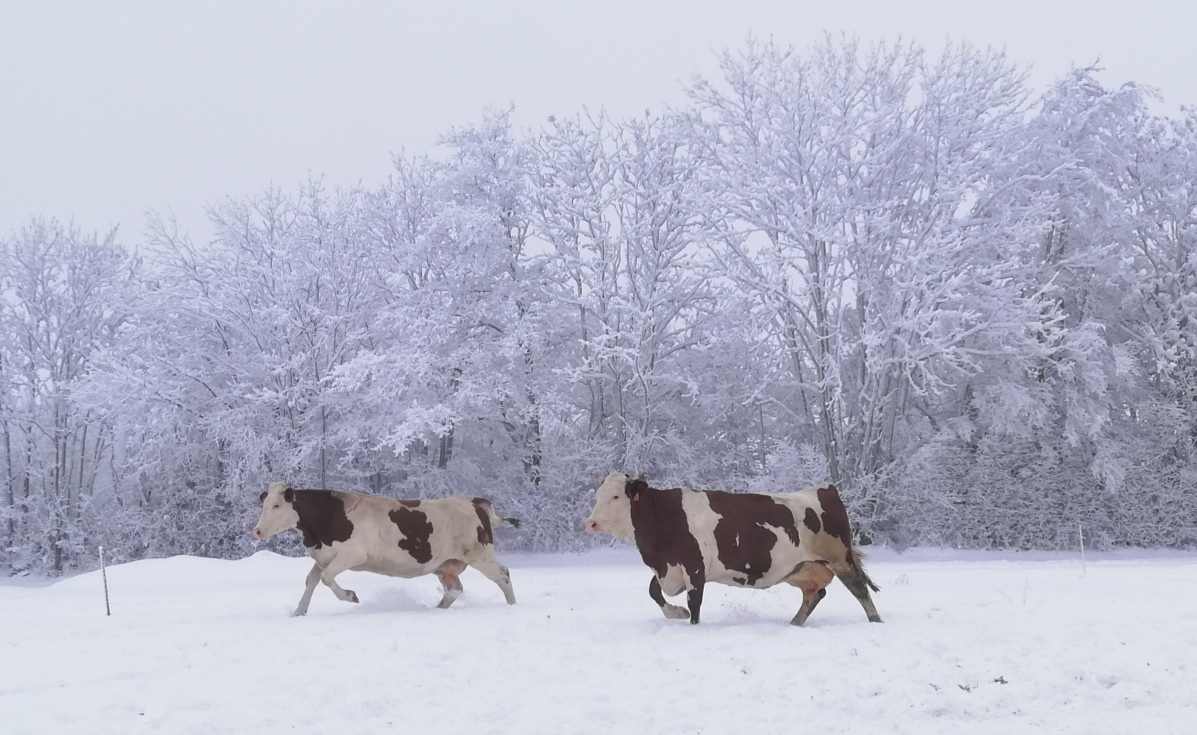 Troupeau GAEC Normand